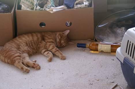 Huskat Robin - Det er stærke sager... billede 3