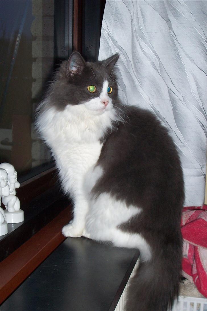 Huskat Buller - forsvundet :'( - I konfirmations gave, fik jeg et album, der var lige nogle billeder af buller. billede 6