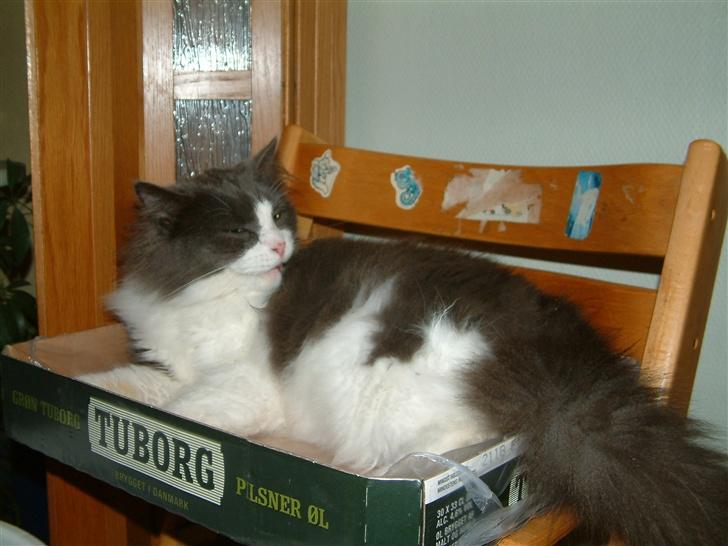 Huskat Buller - forsvundet :'( - I vinduet (: billede 7