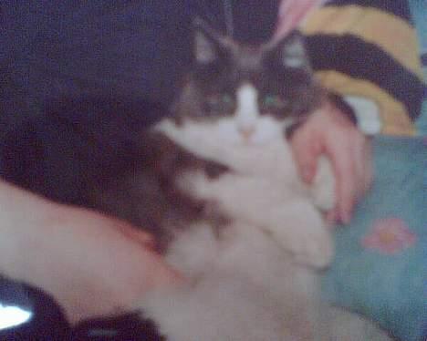 Huskat Buller - forsvundet :'( - Hvorfor skulle verdens dejligste kat forsvinde? billede 8