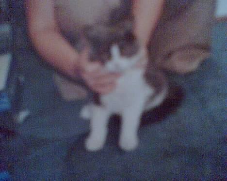 Huskat Buller - forsvundet :'( - Den dejligste kat, der nogensinde har eksisteret, han fandt sig i alt (: billede 9