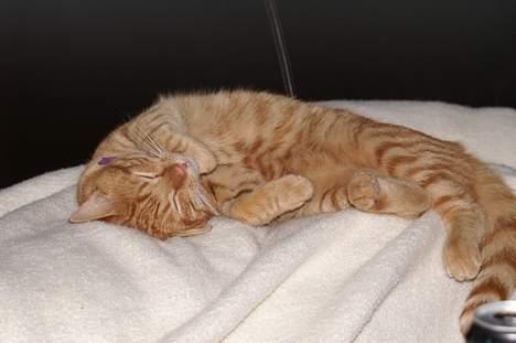 Huskat Robin - Middagslur.. billede 4