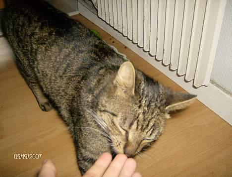 Huskat Max - Lidt sulten måske? billede 4