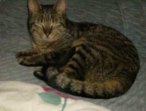 Huskat Max - Så flot! billede 5