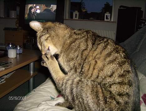 Huskat Max - Vasketid billede 6