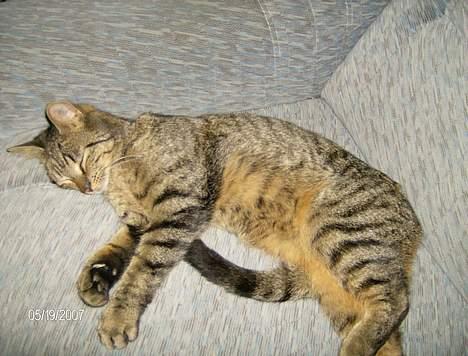 Huskat Max - rigtig afslapning billede 7