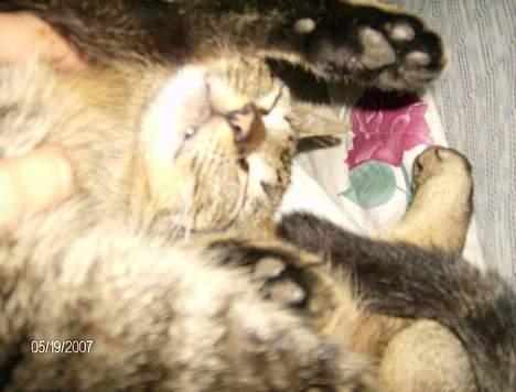 Huskat Max - "Klø mig mere!" billede 8