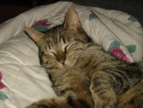 Huskat Max - Gonat! billede 9