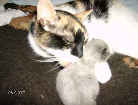 Huskat Snuffie - Og vaske kan hun også! billede 4