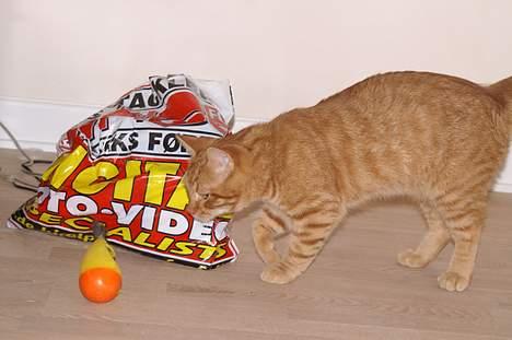 Huskat Robin - Det er en sjov lille en. billede 5