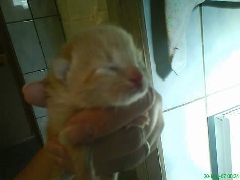 Blanding af racer cirkeline - en af de små ny billede 13