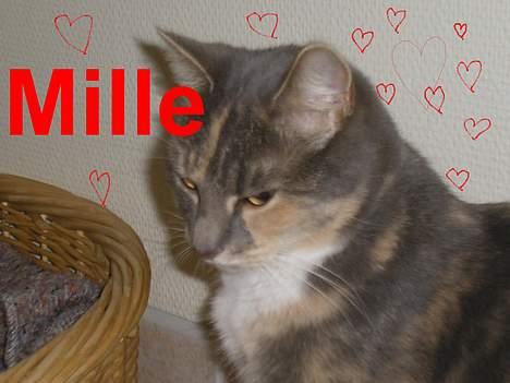Huskat Mille <3 - Jeg skulle lige til at gå i seng! billede 13