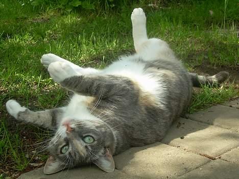 Blanding af racer Kia - skal du være fræk ?! :D  <333 billede 14