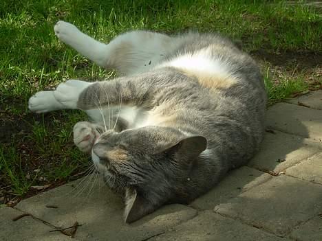 Blanding af racer Kia - min pote er jo beskidt! billede 15