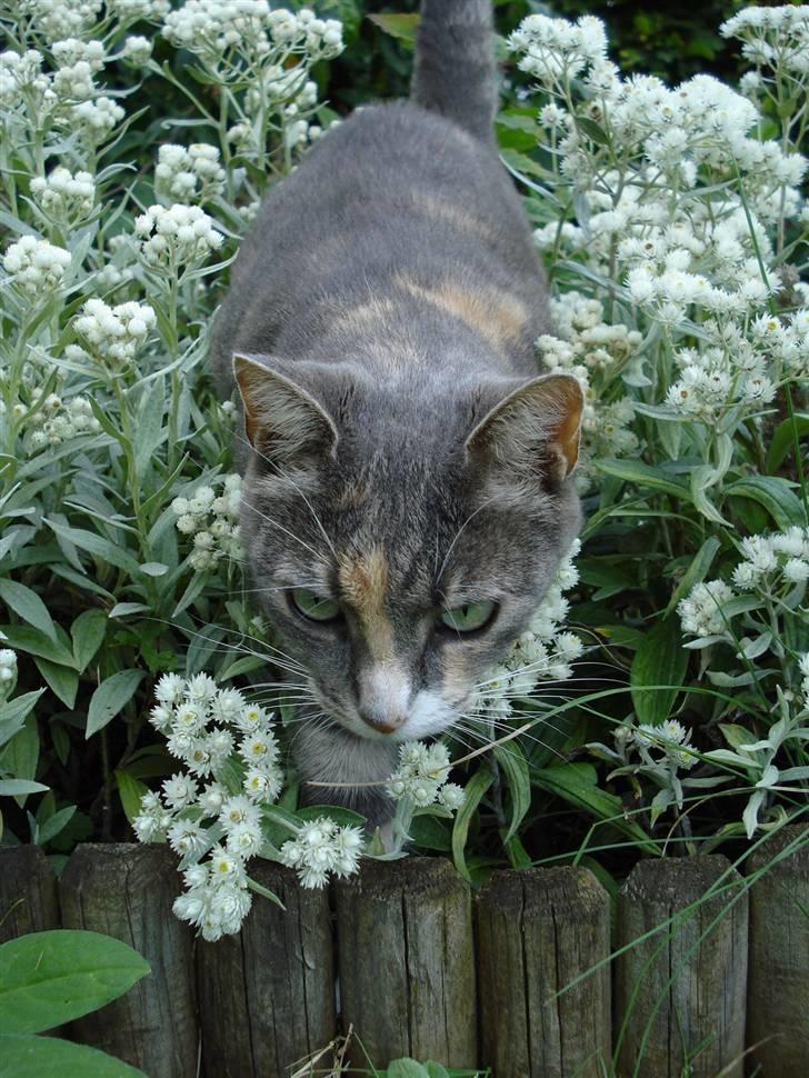 Blanding af racer Kia - kan du se der græsstrå?? det er godt nok frækt billede 17