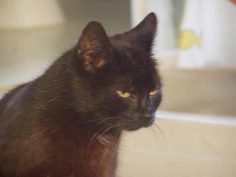 Huskat Wicca - HAR IKKE MERE billede 1