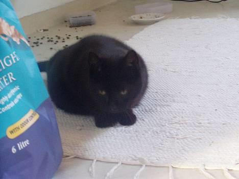 Huskat Wicca - HAR IKKE MERE billede 2