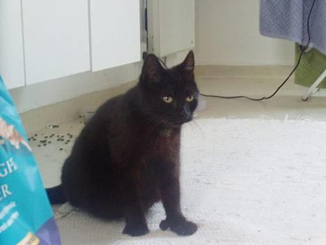 Huskat Wicca - HAR IKKE MERE billede 3