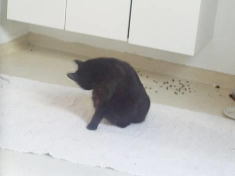 Huskat Wicca - HAR IKKE MERE billede 4