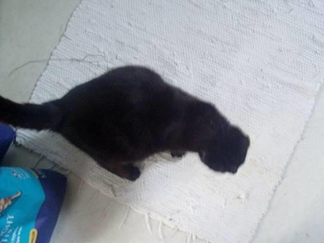 Huskat Wicca - HAR IKKE MERE billede 6