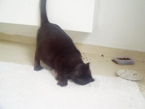 Huskat Wicca - HAR IKKE MERE billede 7