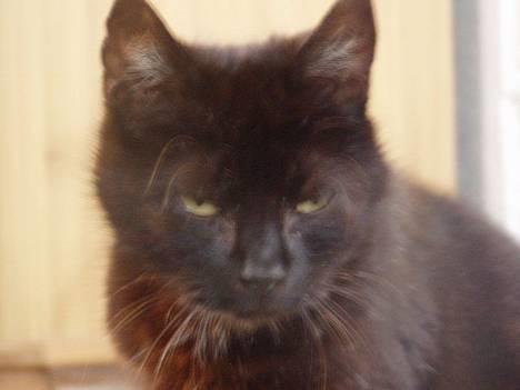 Huskat Wicca - HAR IKKE MERE billede 8