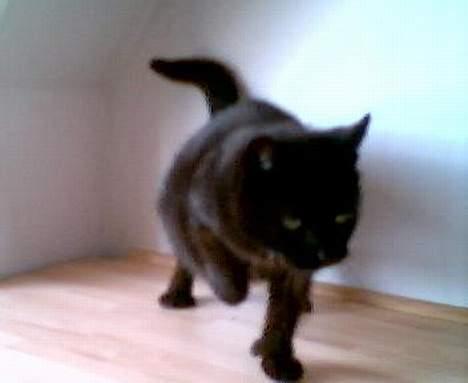 Huskat Wicca - HAR IKKE MERE billede 9