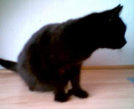 Huskat Wicca - HAR IKKE MERE billede 10