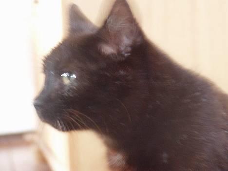 Huskat Wicca - HAR IKKE MERE billede 11