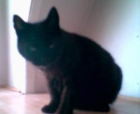 Huskat Wicca - HAR IKKE MERE billede 12