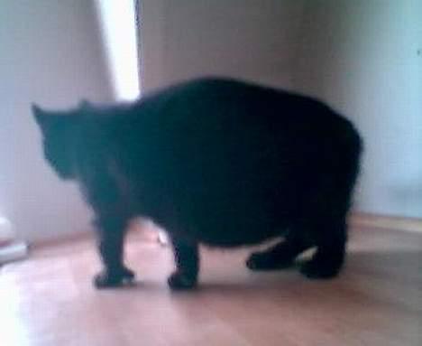 Huskat Wicca - HAR IKKE MERE billede 13