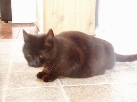 Huskat Wicca - HAR IKKE MERE billede 14