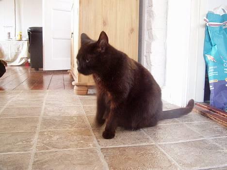 Huskat Wicca - HAR IKKE MERE billede 15