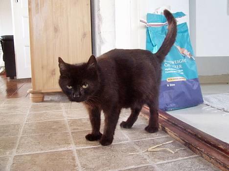 Huskat Wicca - HAR IKKE MERE billede 16