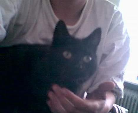 Huskat Wicca - HAR IKKE MERE billede 17