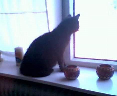 Huskat Wicca - HAR IKKE MERE billede 18