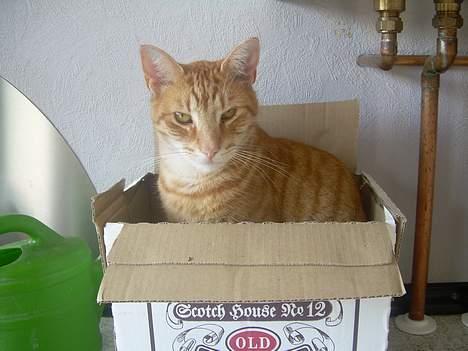 Blanding af racer Tarzan - hvad ?? :0) billede 9