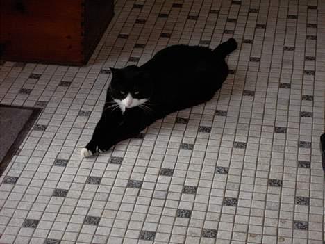 Huskat Felix billede 6