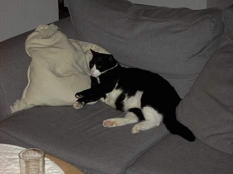 Huskat Felix billede 7