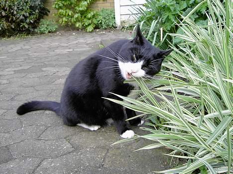 Huskat Felix billede 8