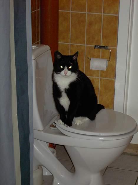 Huskat Felix billede 9