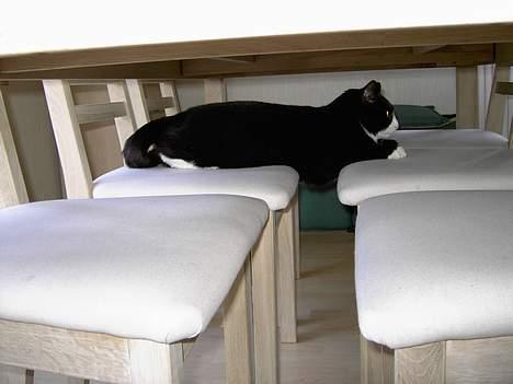 Huskat Felix billede 10