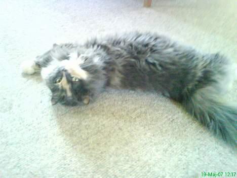 Norsk Skovkat stoffer billede 9