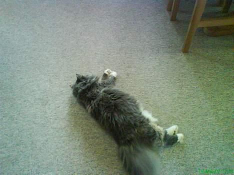 Norsk Skovkat stoffer billede 10