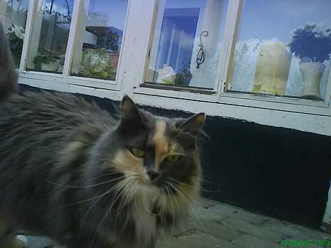 Norsk Skovkat stoffer billede 11