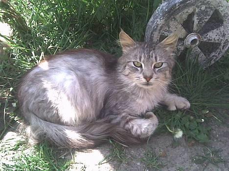 Maine Coon mickey billede 1