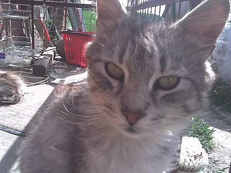 Maine Coon mickey billede 2