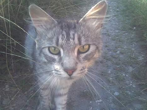 Maine Coon mickey billede 3