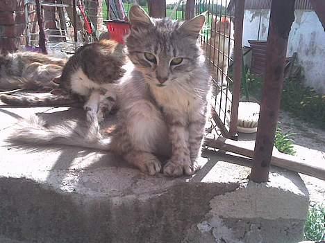 Maine Coon mickey billede 4