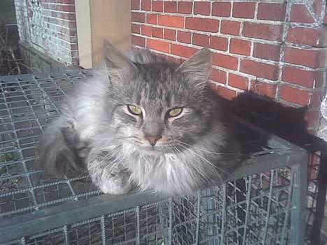 Maine Coon mickey billede 5